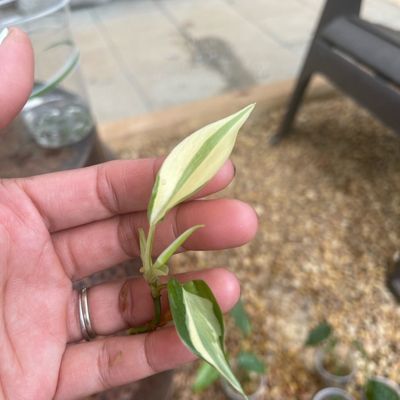 Philo rio cutting - Picture 4 of 4